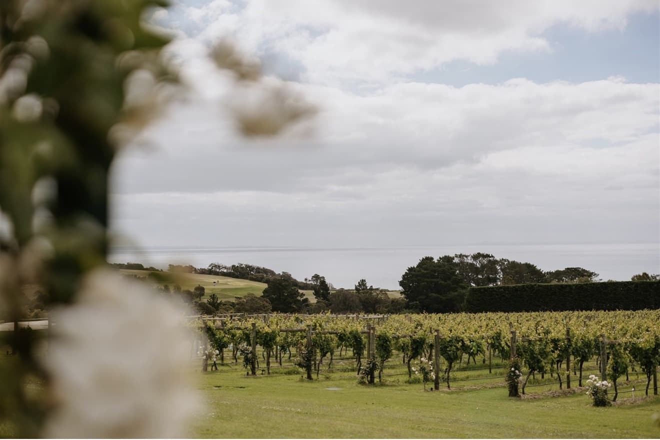The tree-lined arrival at Sunnyside Estate, vineyard beyond