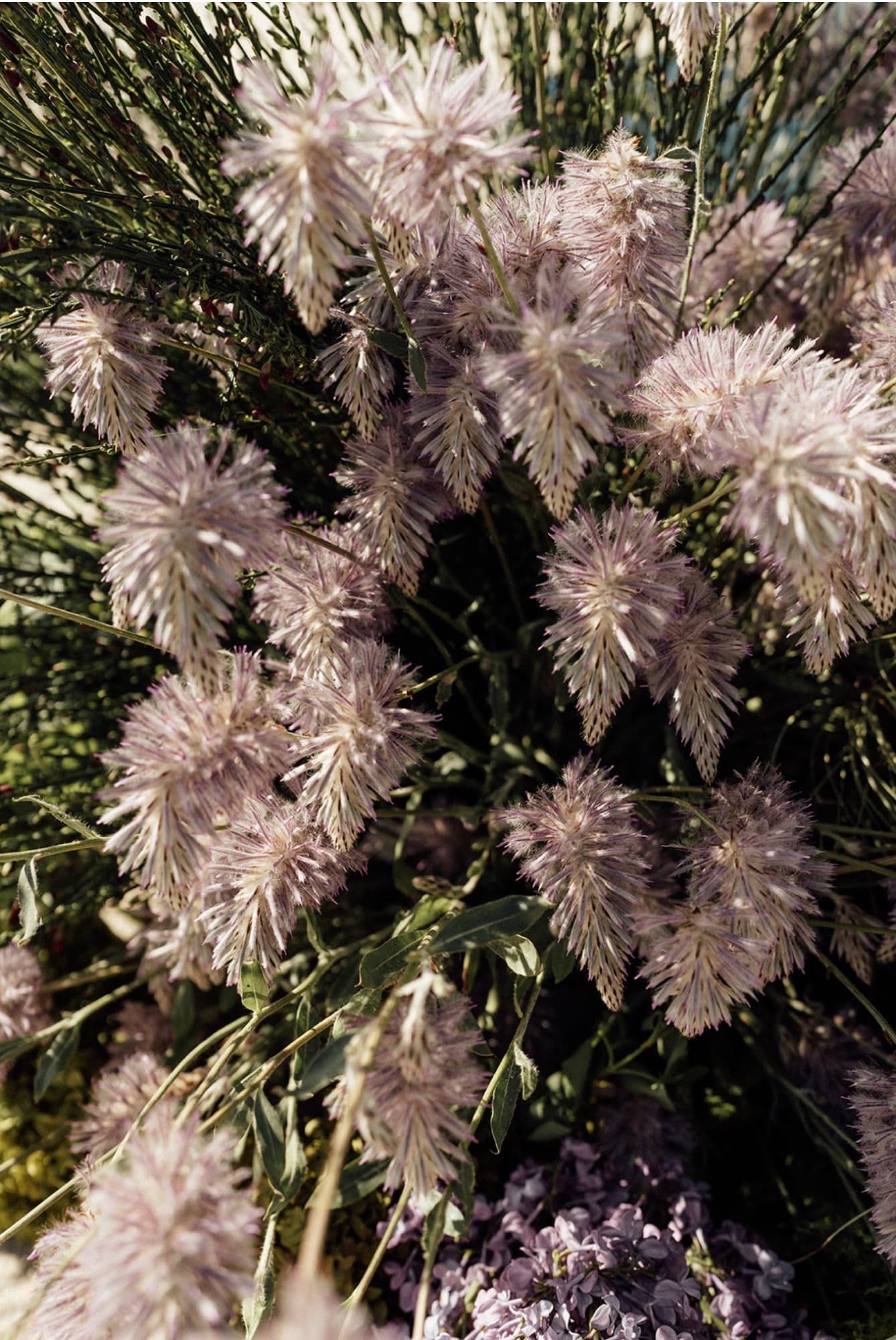 Flowering lambs' tails in the gardens at Sunnyside Estate