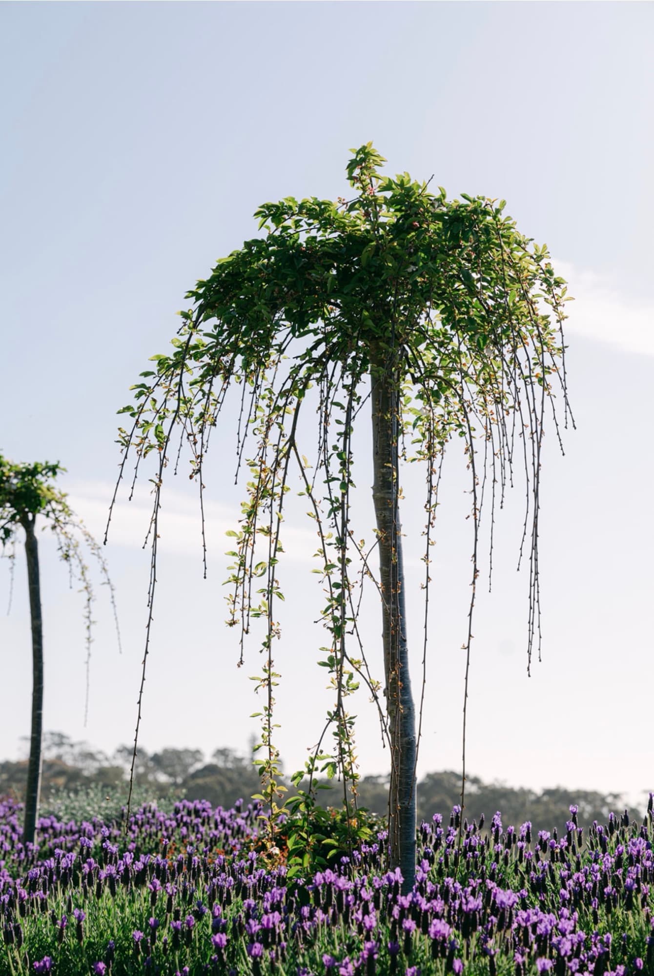 A weeping tree over lavender beds in the gardens at Sunnyside Estate
