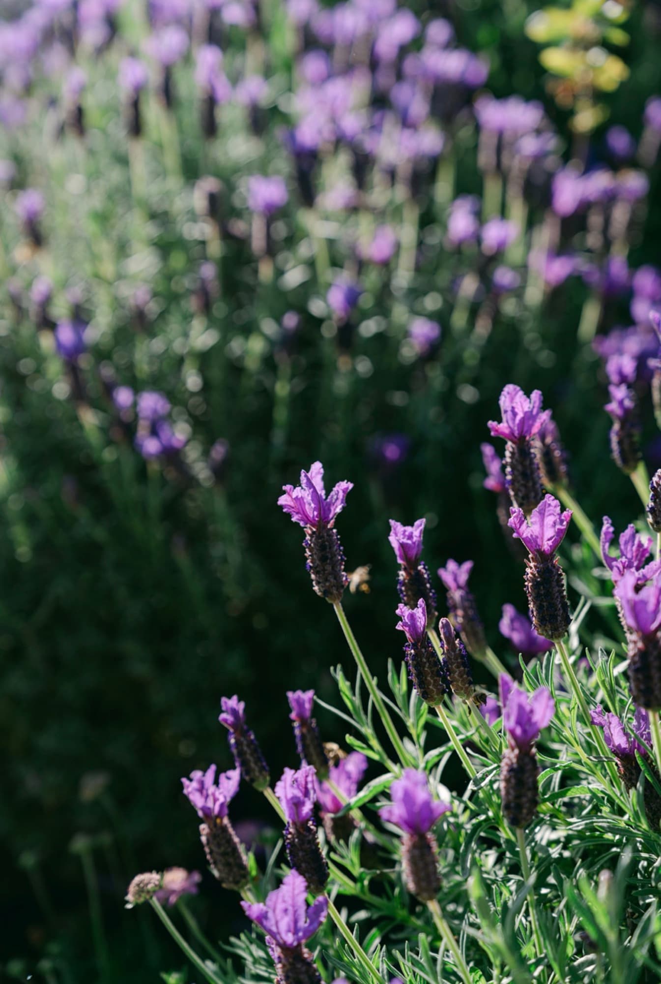 French lavender in bloom in the Sunnyside gardens