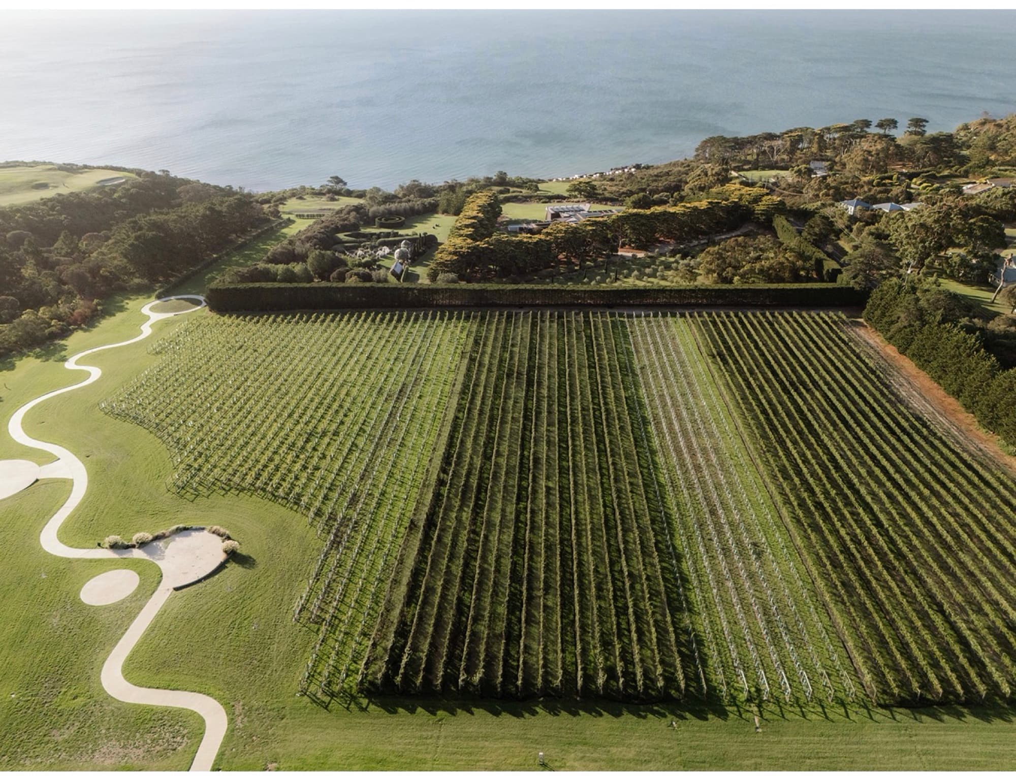The Sunnyside vineyard from above, rows running down toward Port Phillip Bay